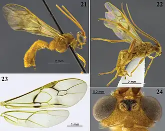 Aleiodes bakeri (Brues)