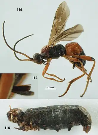 Aleiodes carbonarius