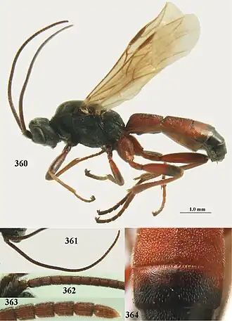 Aleiodes gasterator