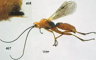 Aleiodes miniatus