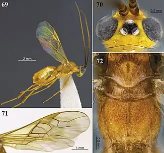 Aleiodes nigristemmaticum