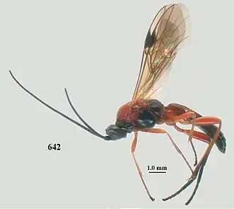 Aleiodes quadrum