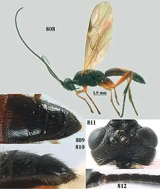 Aleiodes unipunctator