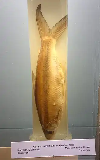 Alestes macrophthalmus