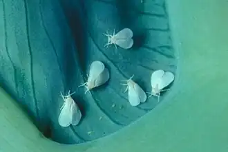 Aleuroglandulus subtilis