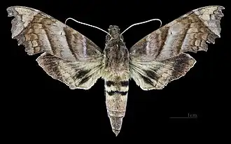 Aleuron carinata ♀