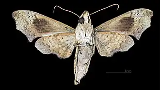 Aleuron iphis ♀ △