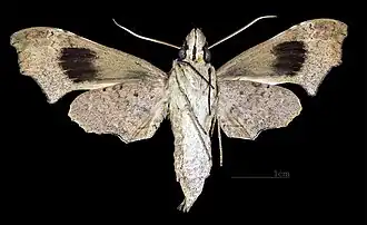 Aleuron neglectum ♀ △