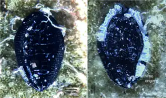 Aleuropleurocelus ceanothi