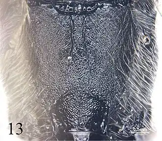 Alexeter segmentarius