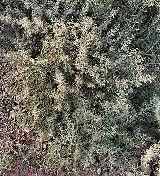 Kameeldoorn (Arabië)