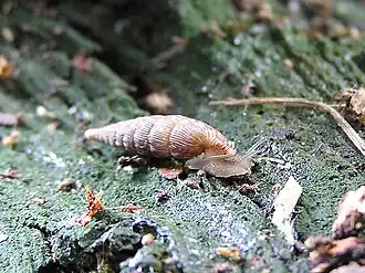 Grote clausilia
