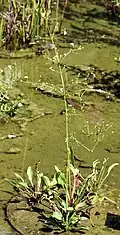 Slanke waterweegbree, Botanical garden UK, Prague