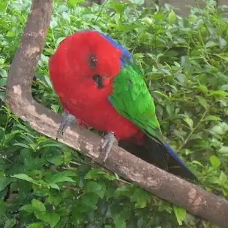 Molukse koningsparkiet