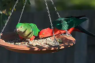 Paartje dat gevoerd wordt