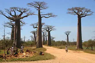 Avenue of Baobabs nabij Morondava
