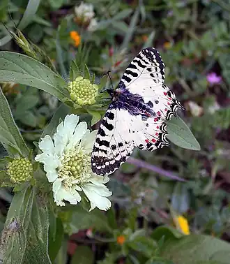 Zerynthia cerisy Oostelijke pijpbloemvlinder