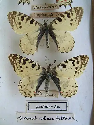 Allancastria louristana