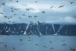 Zwerm kleine alken op Spitsbergen