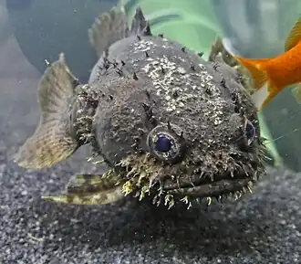 Allenbatrachus grunniens