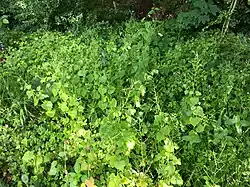 Associatie van look-zonder-look en dolle kervel