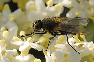Alliopsis silvestris