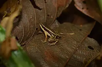 Allobates insperatus