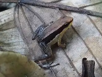 Allobates conspicuus