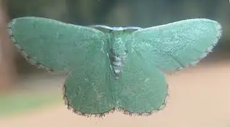 Allochrostes saliata