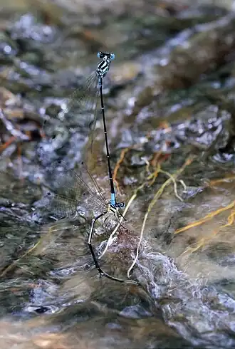 Chlorocnemis marshalli