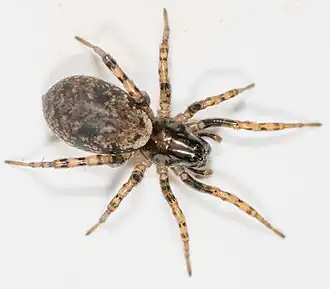 Allocosa subparva
