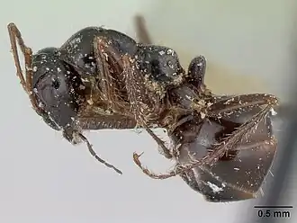 Alloformica nitidior