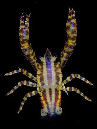 Allogalathea inermis