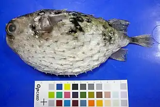 Allomycterus pilatus