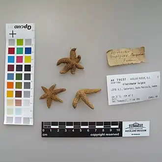 Allostichaster insignis