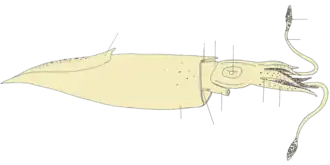 Alloteuthis subulata