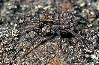 Allotrochosina schauinslandi