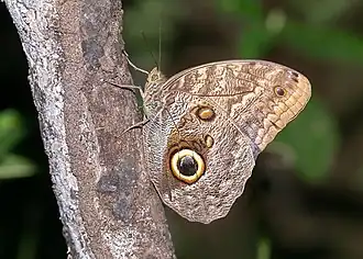 Caligo brasiliensis