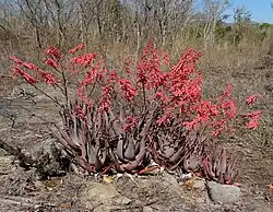 Bloeiende exemplaren van Aloe chabaudii, een succulente xerothermofiel.