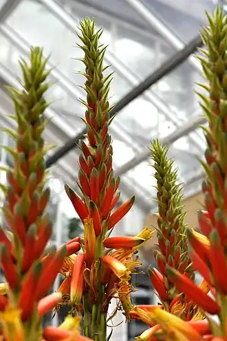 Aloe cryptopoda