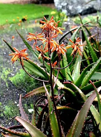 Aloe perryi