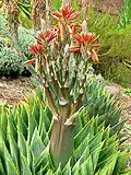 Aloe polyphylla