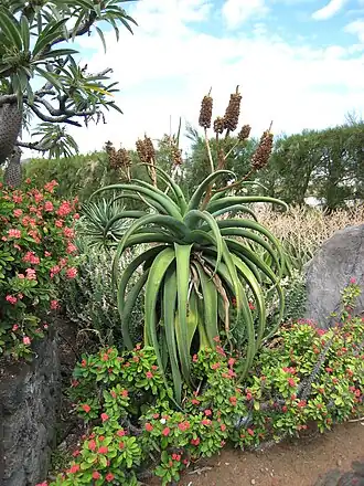 Aloe vaombe