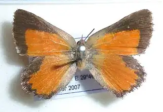 Aloeides penningtoni