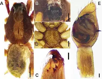 Alopecosa wenxianensis