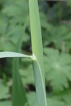 Tongetje bij grote vossenstaart
