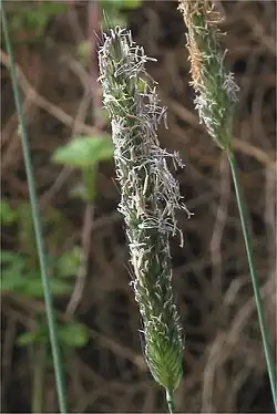 Helmhokjes bleeklila