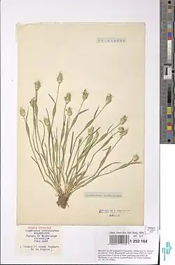 Herbarium exemplaar uit België