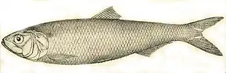 Alosa tanaica