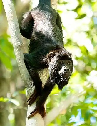 Alouatta discolor